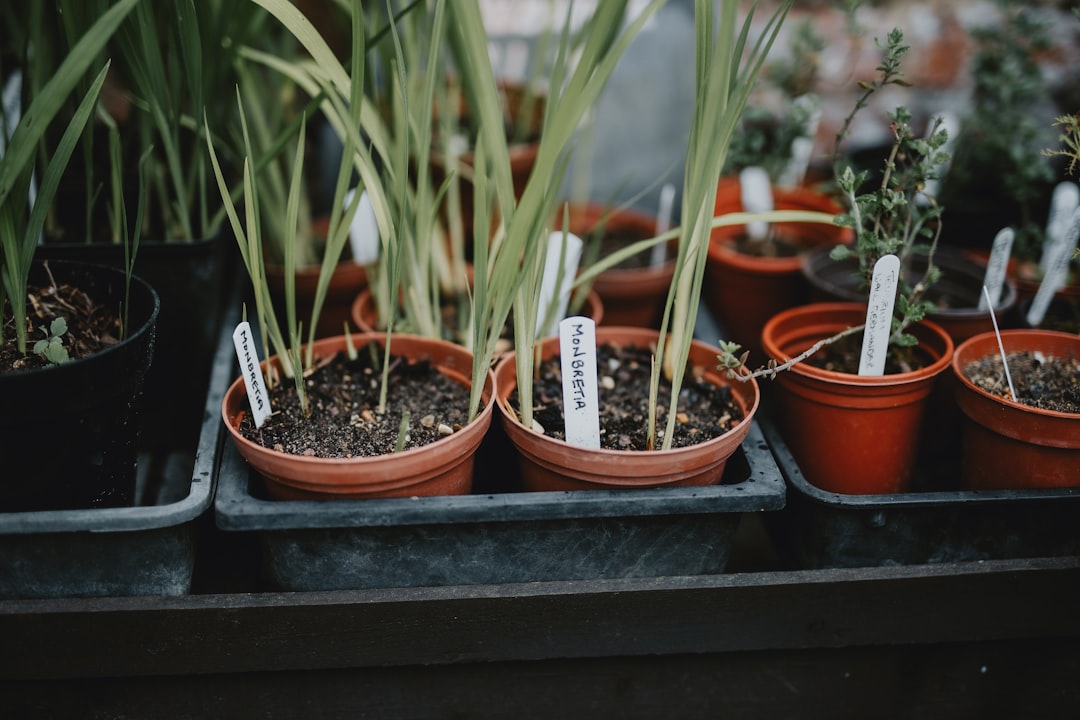 green potted plant on black wooden table